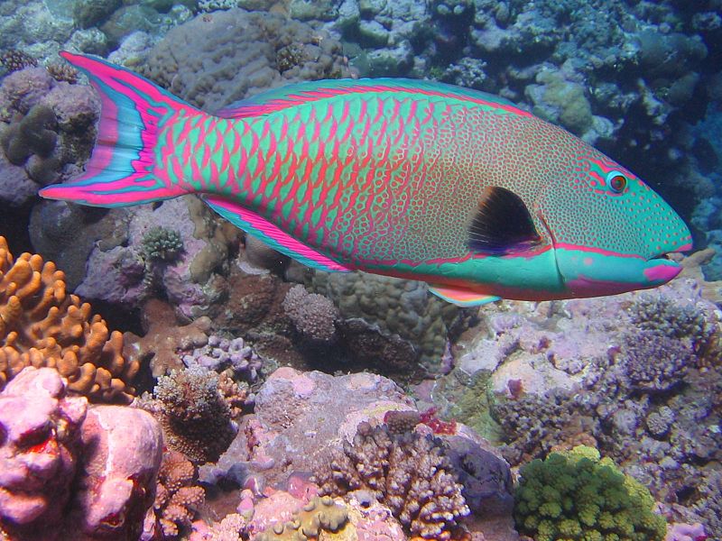 parrotfishes 