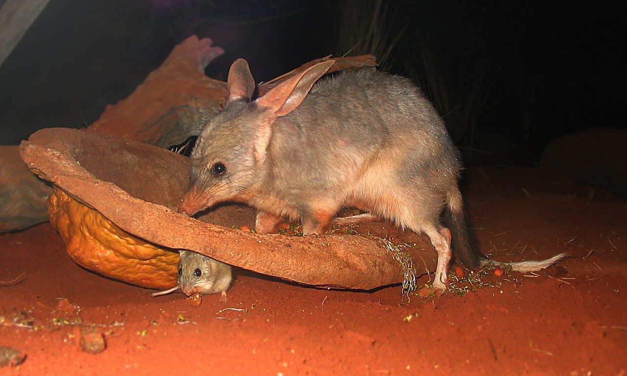 la nature d'uluru