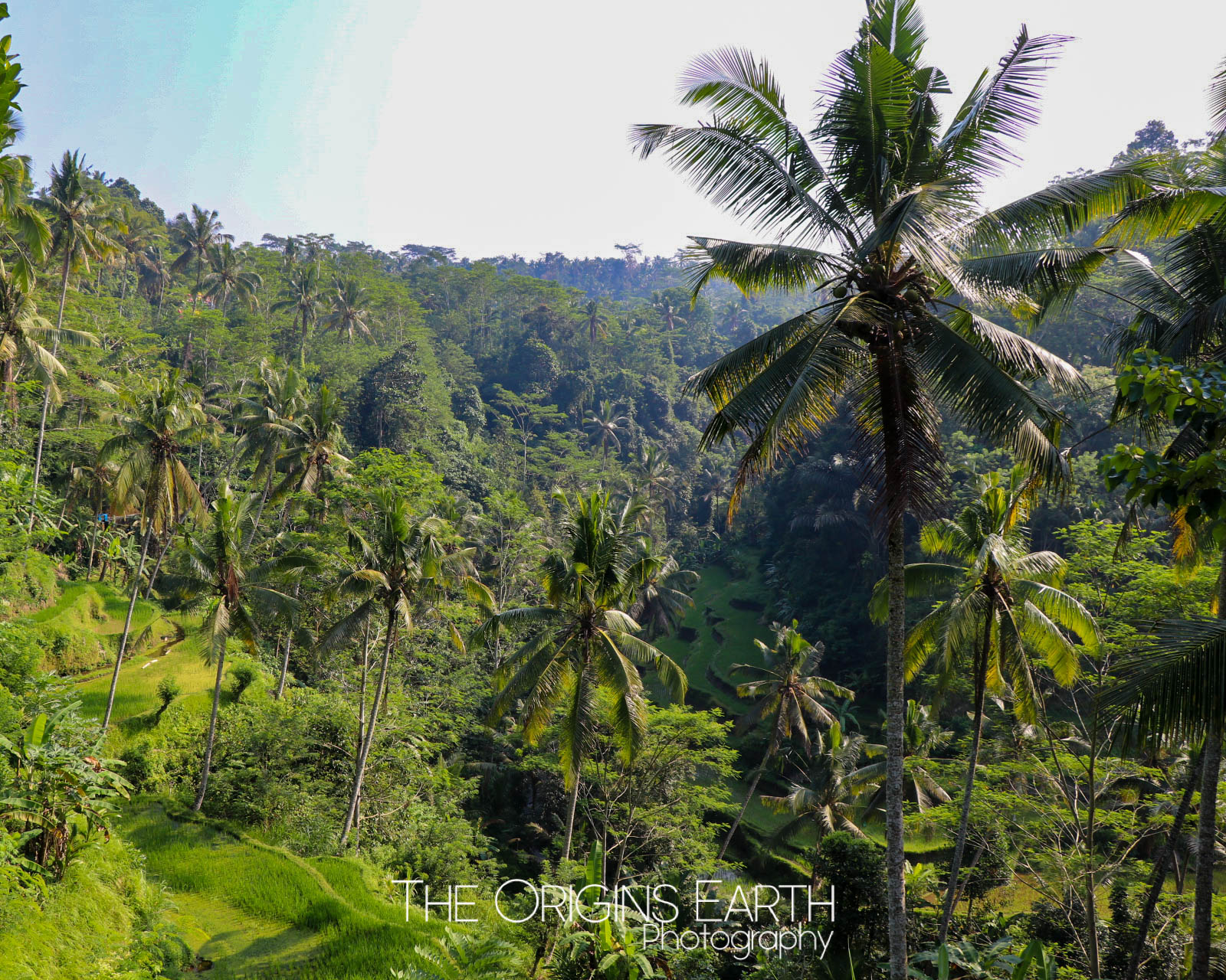 nature in bali