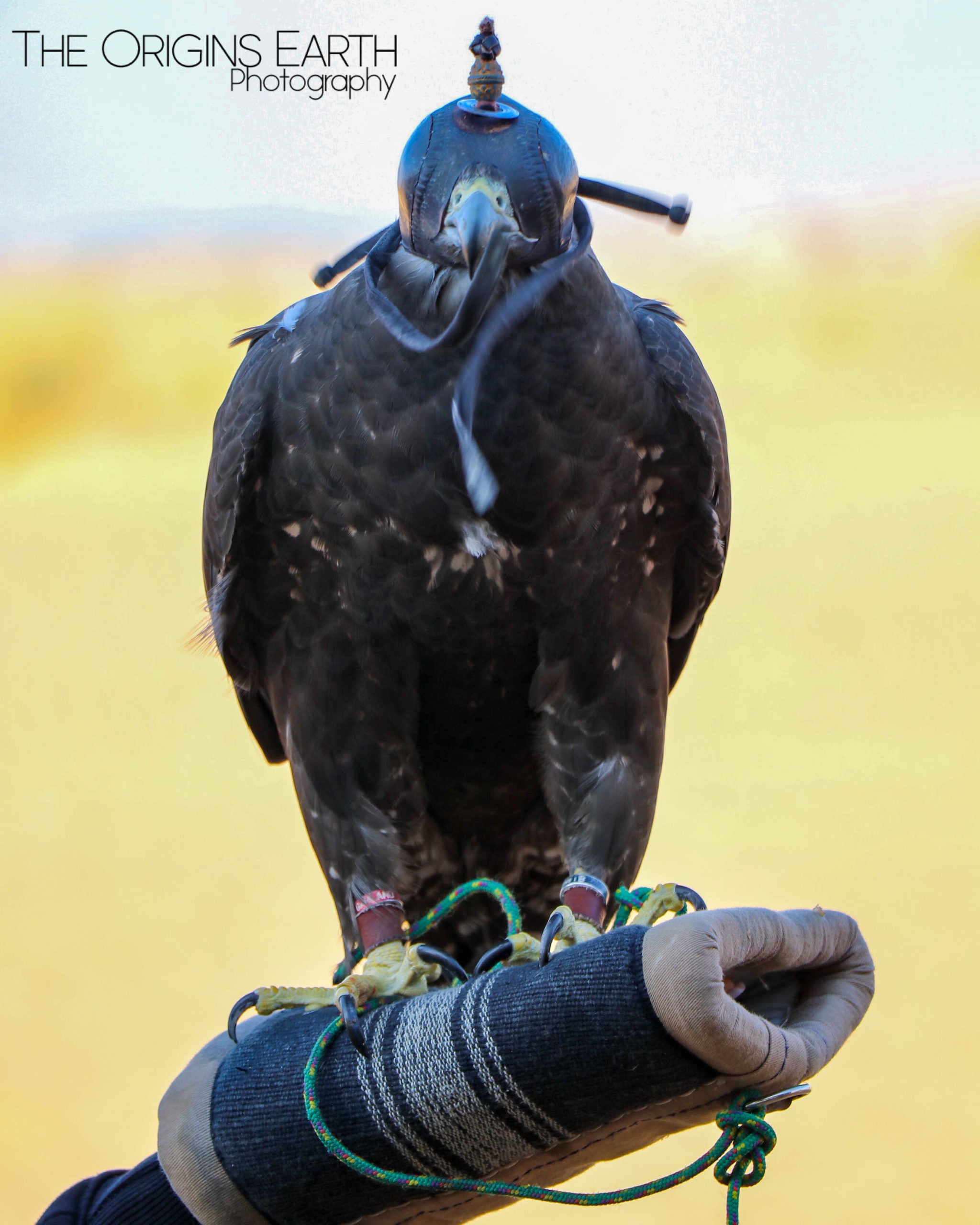 falcons of the desert UAE