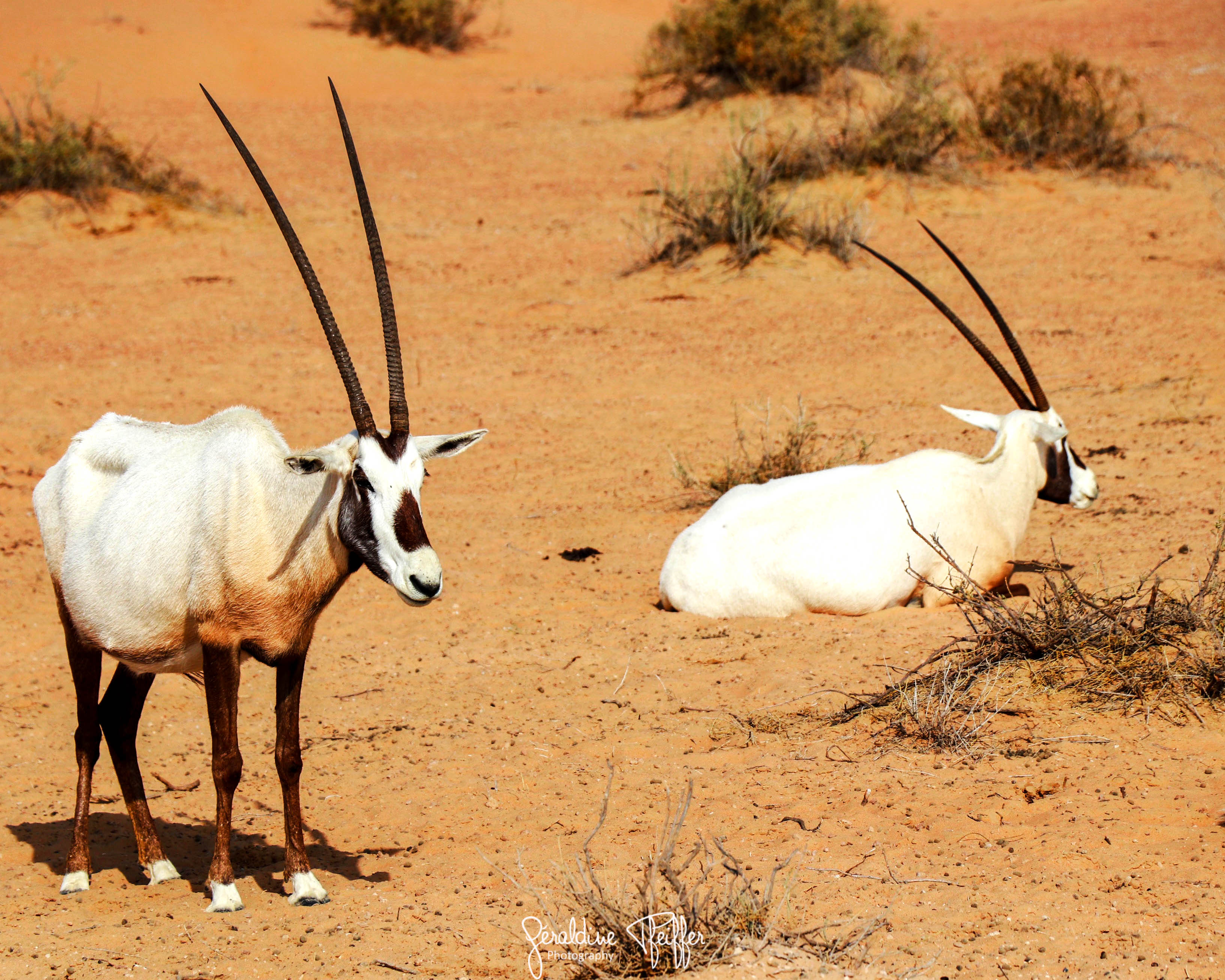 The Arabian Oryx, a vulnerable specie - UAE | Wairua Kaieke - Travel blog