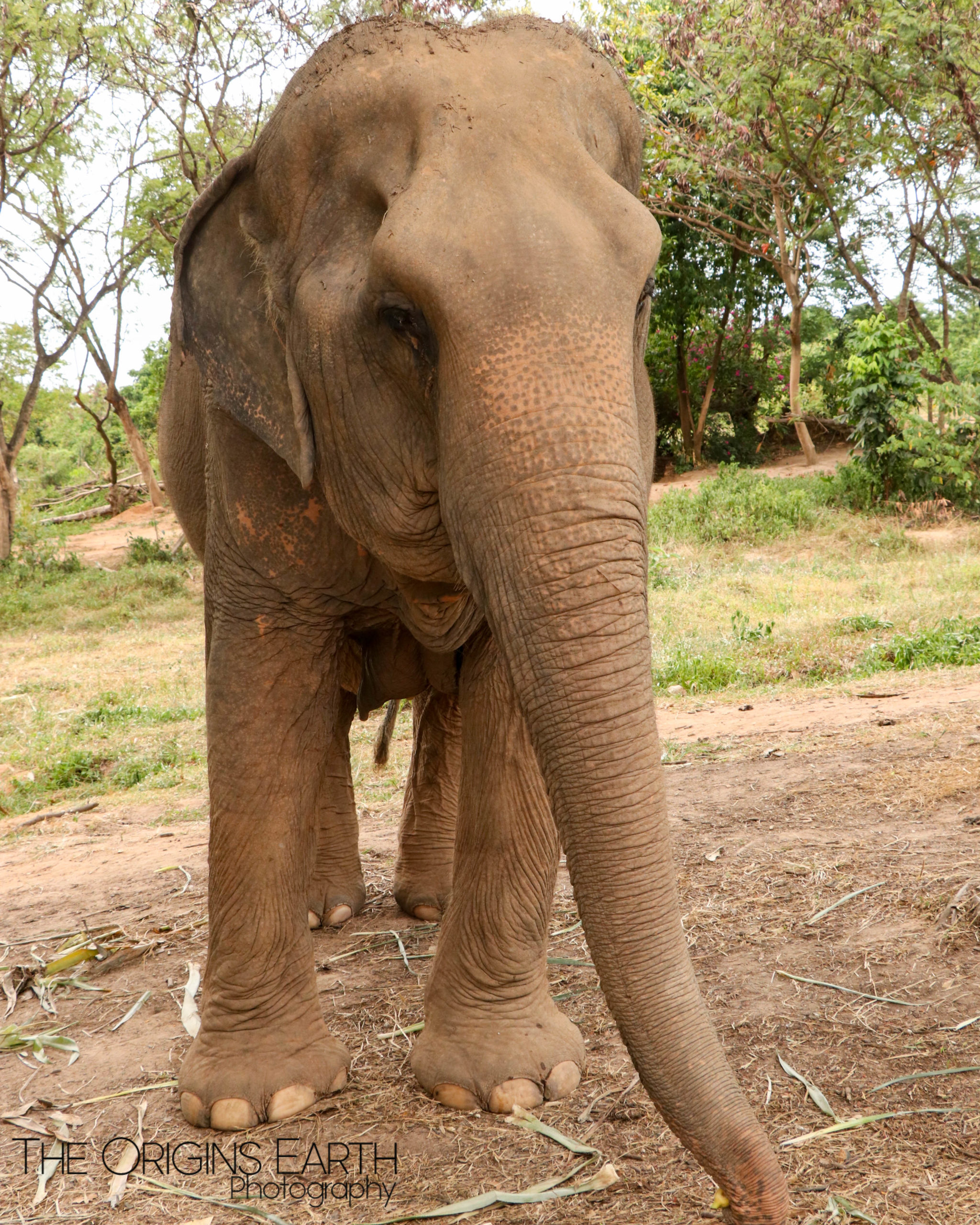 Ko Samui Elephant sanctuary 