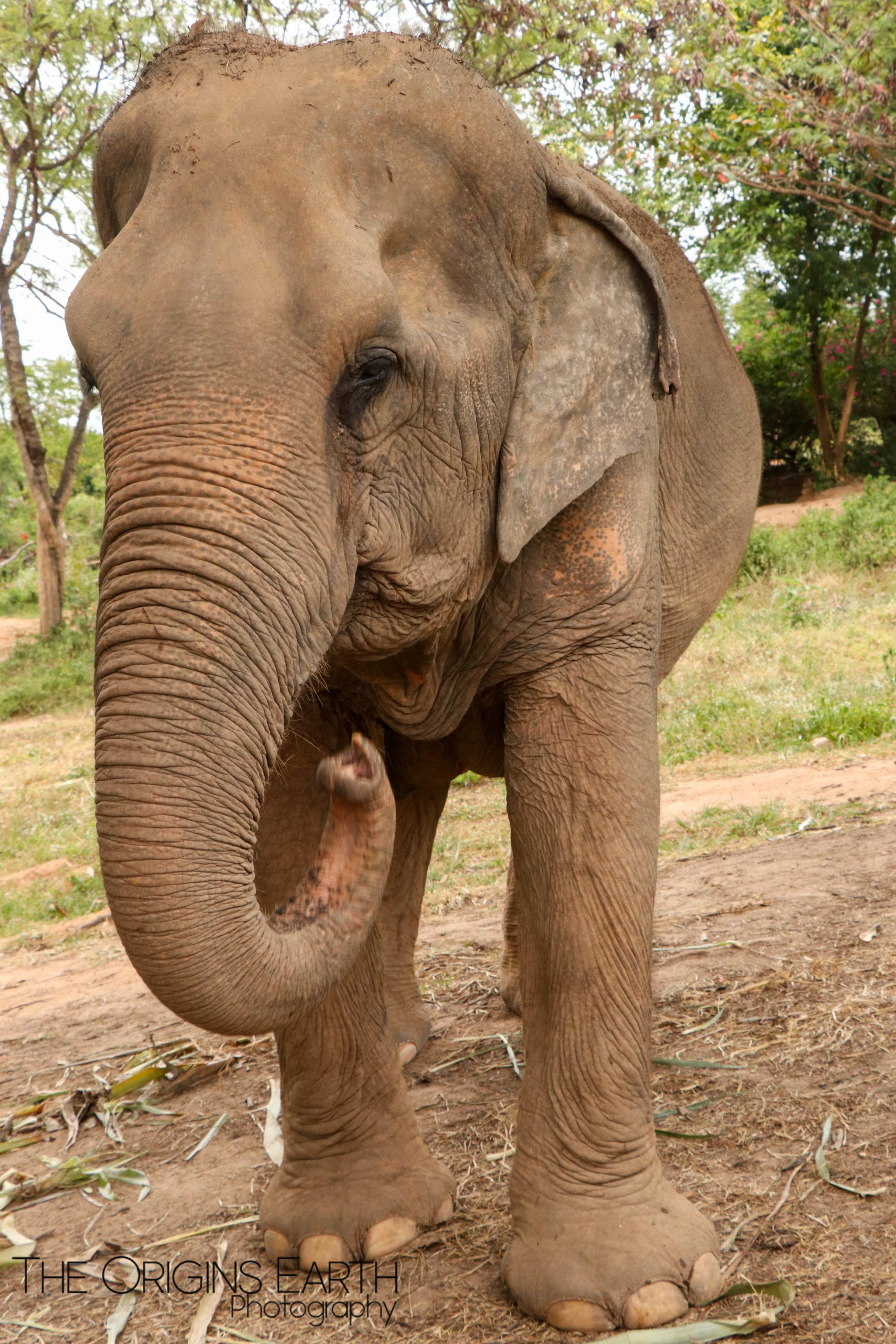 Ko Samui Elephant sanctuary 