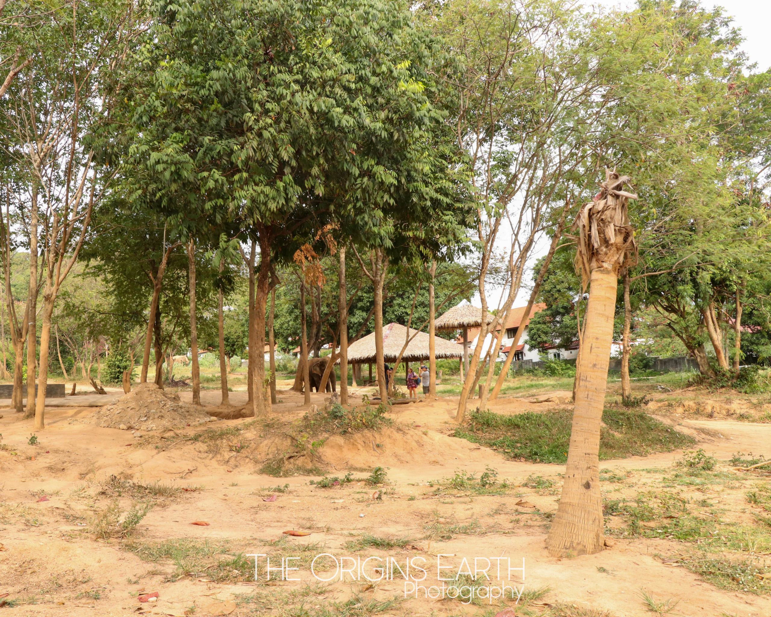 samui elephant sanctuary