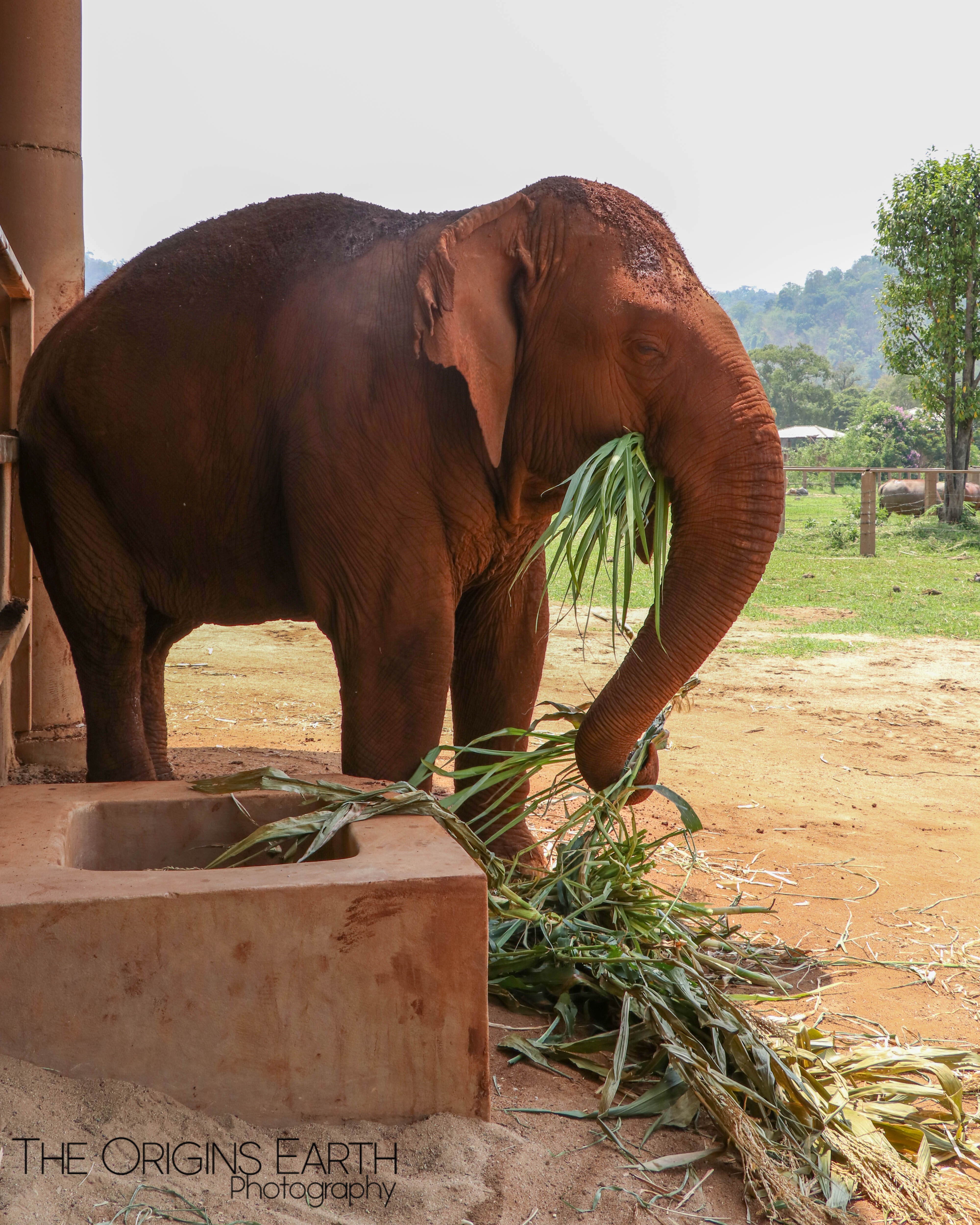 elephant nature park