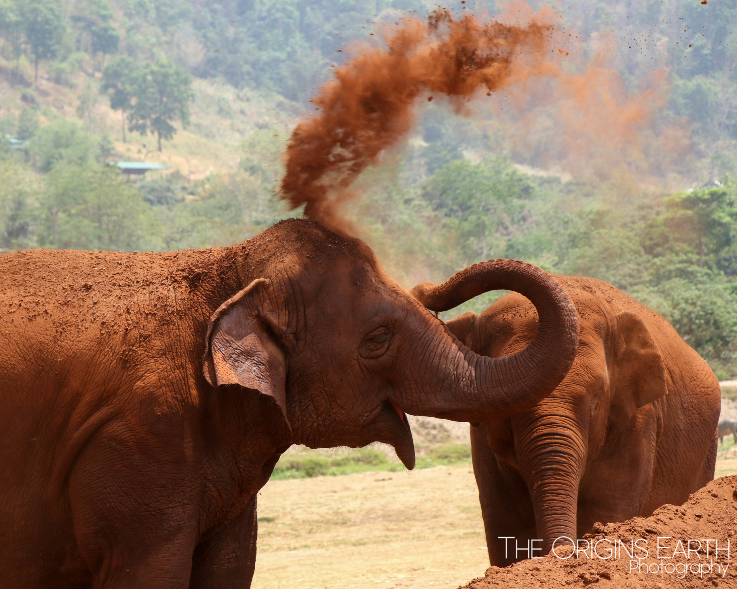 elephant nature park