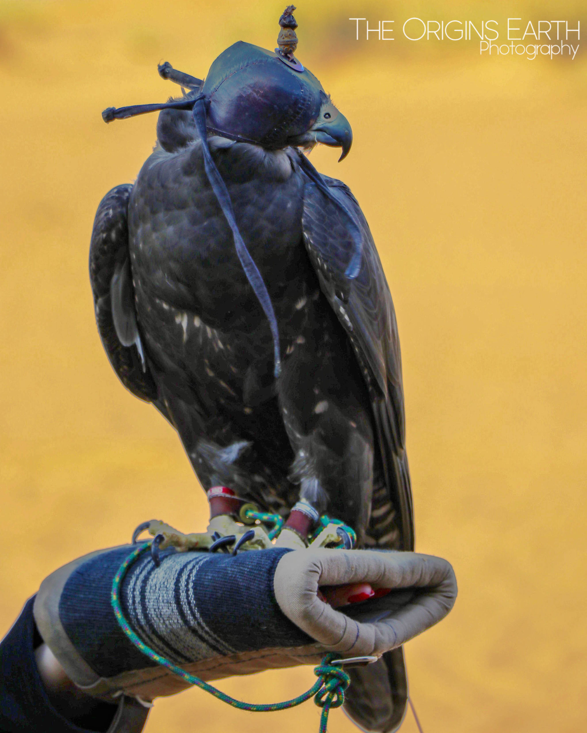 falcons of the desert UAE