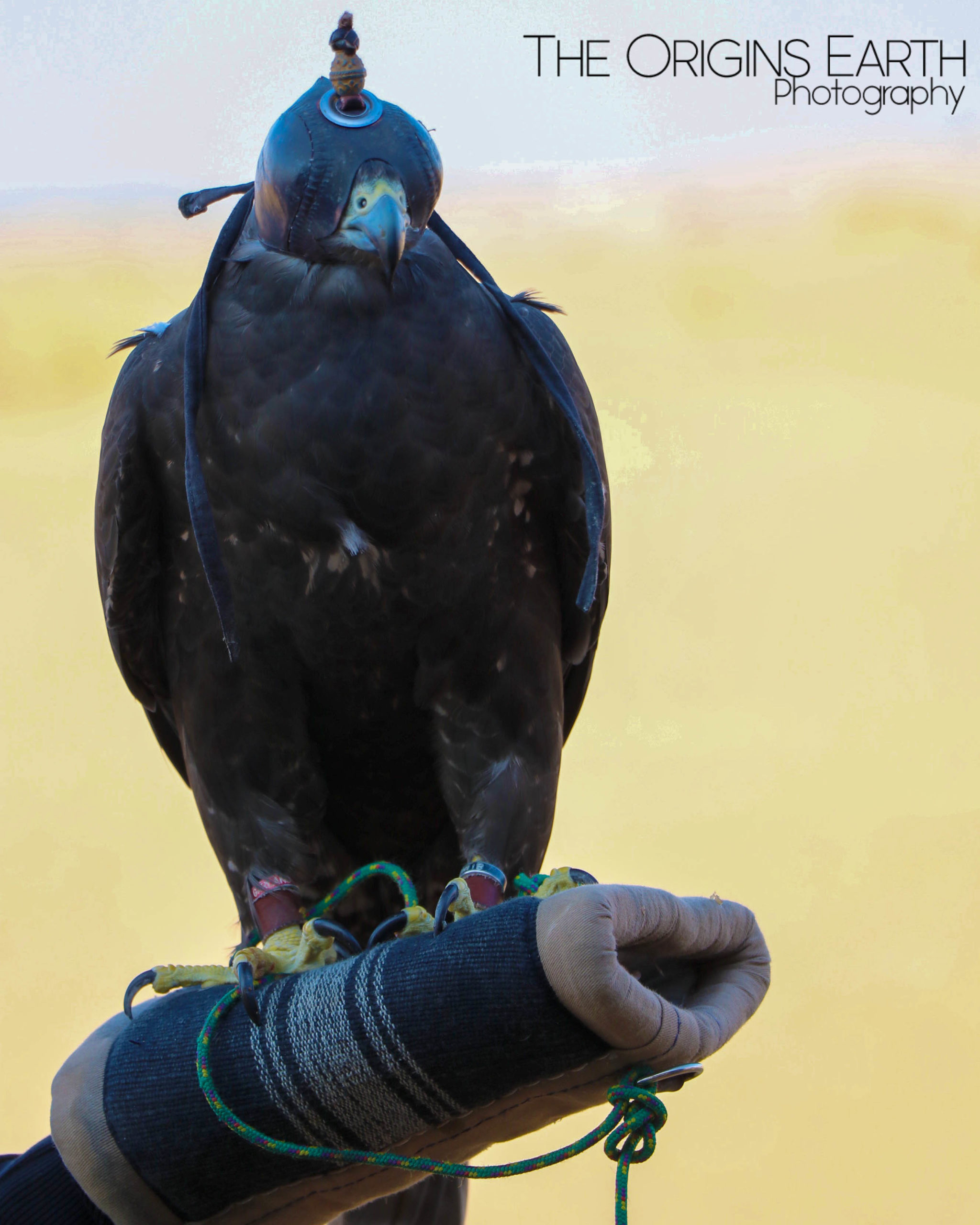 falcons of the desert UAE