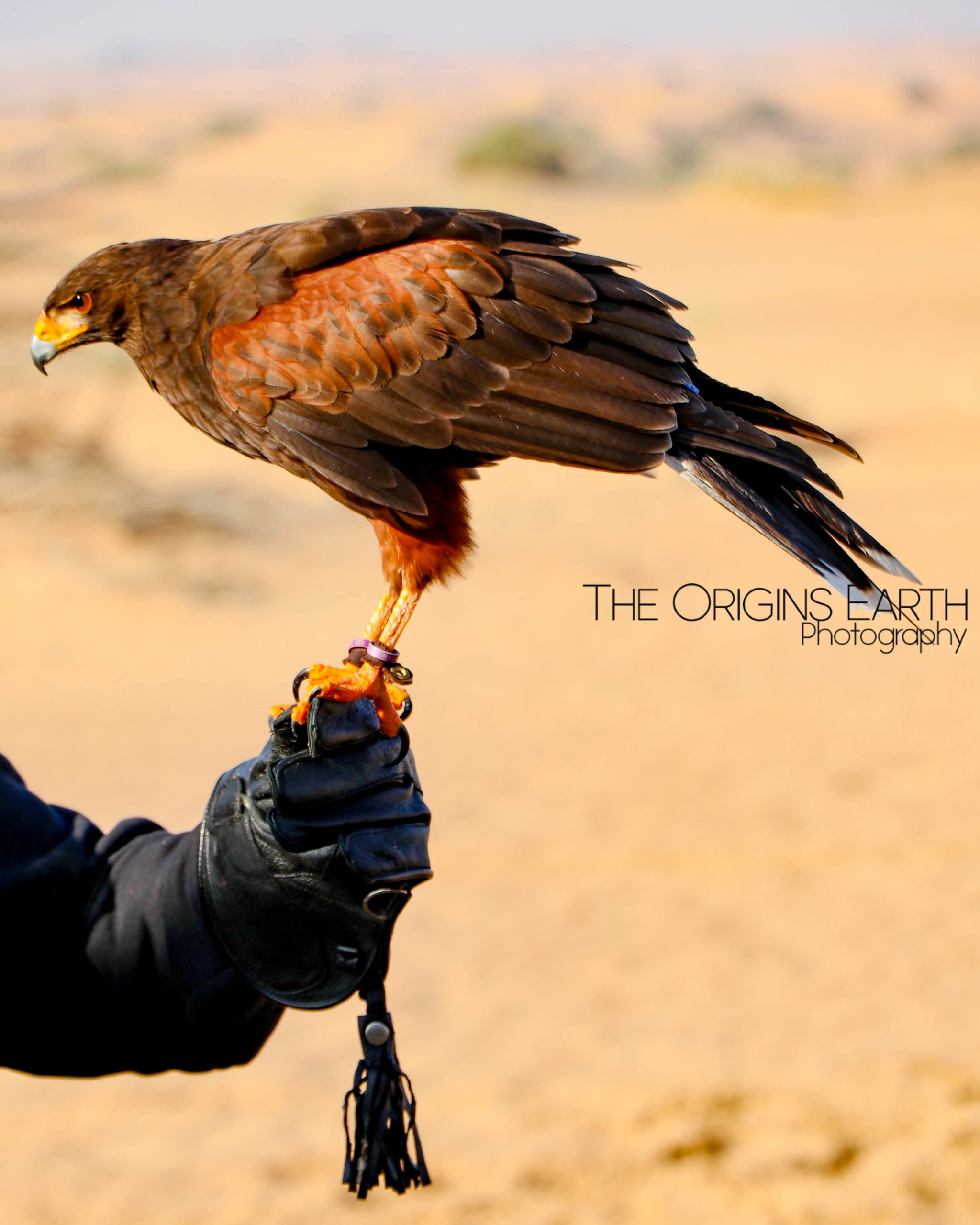 falcons of the desert UAE