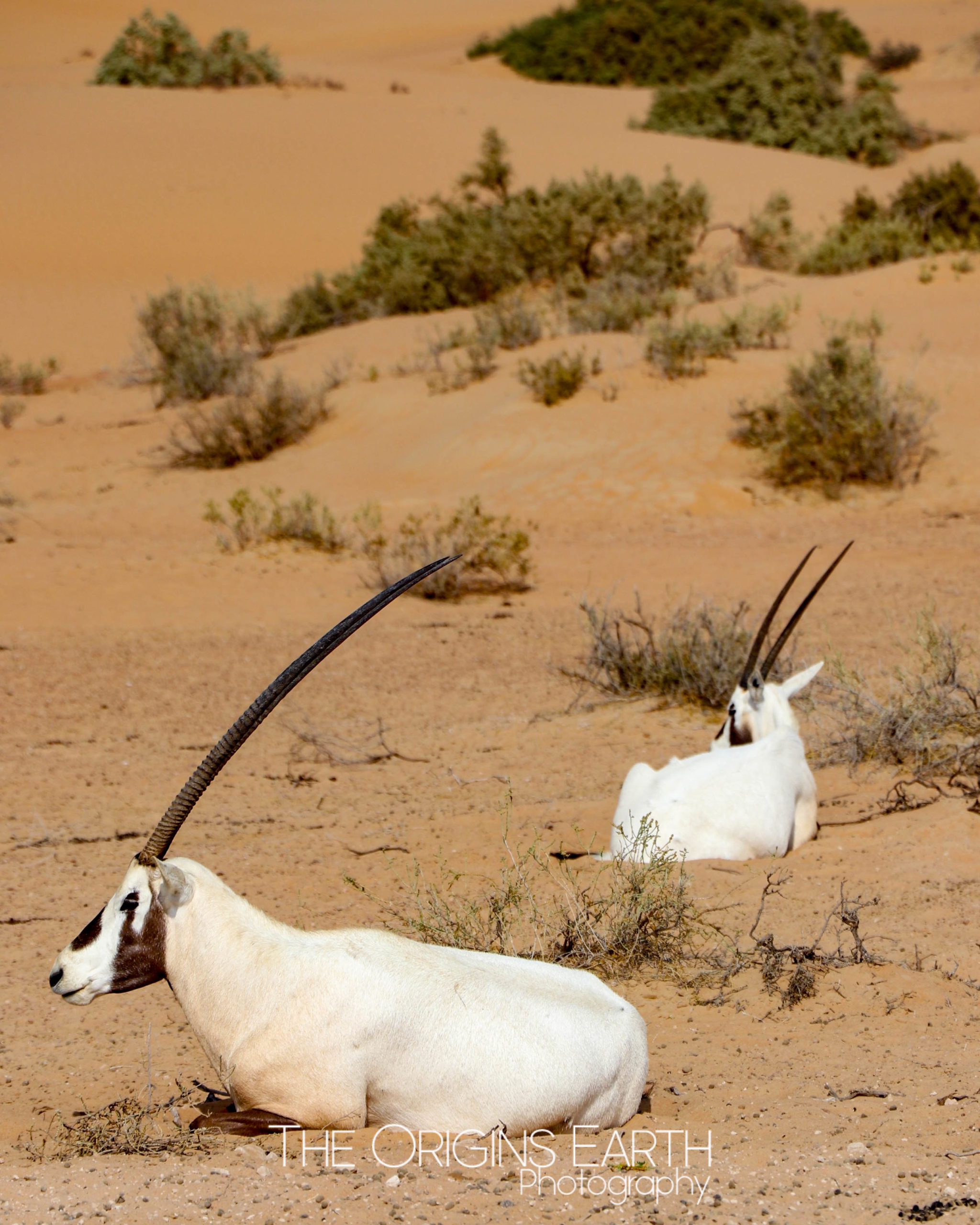oryx arabie