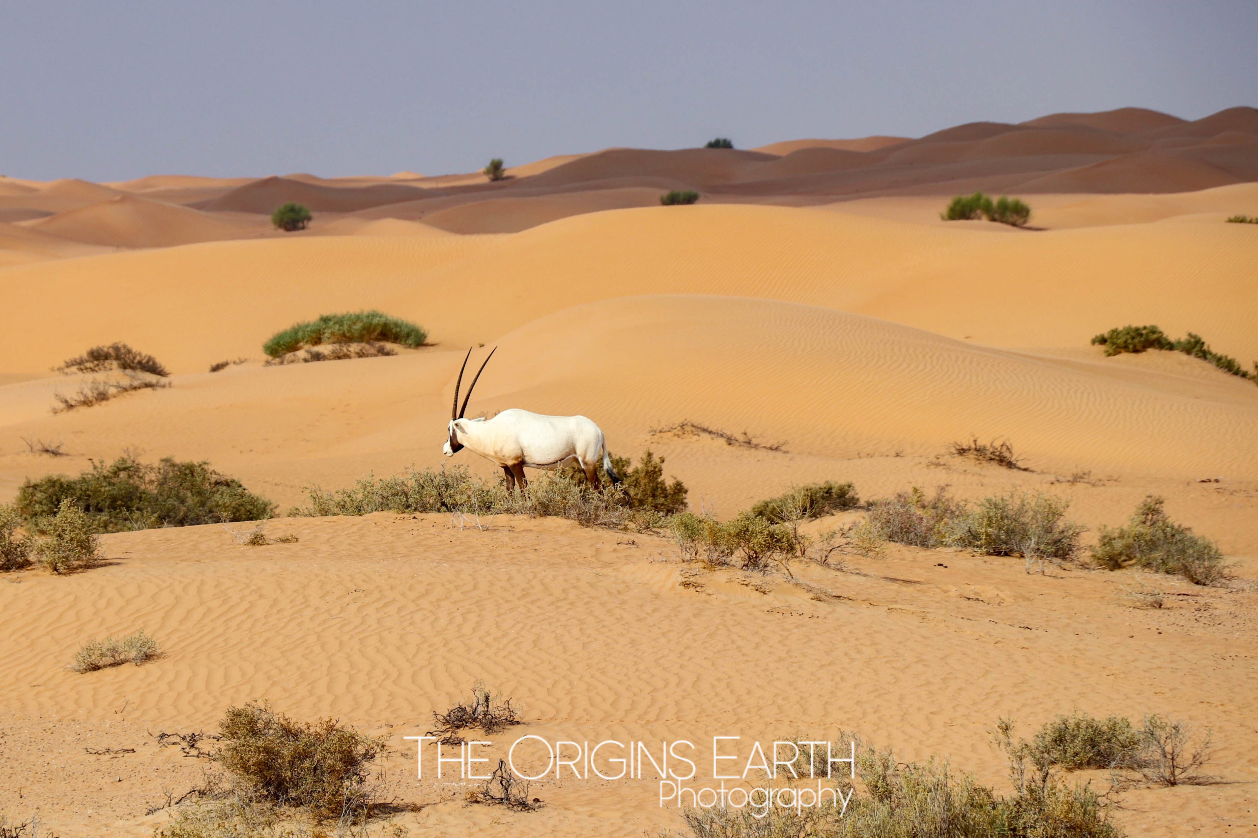 oryx arabie