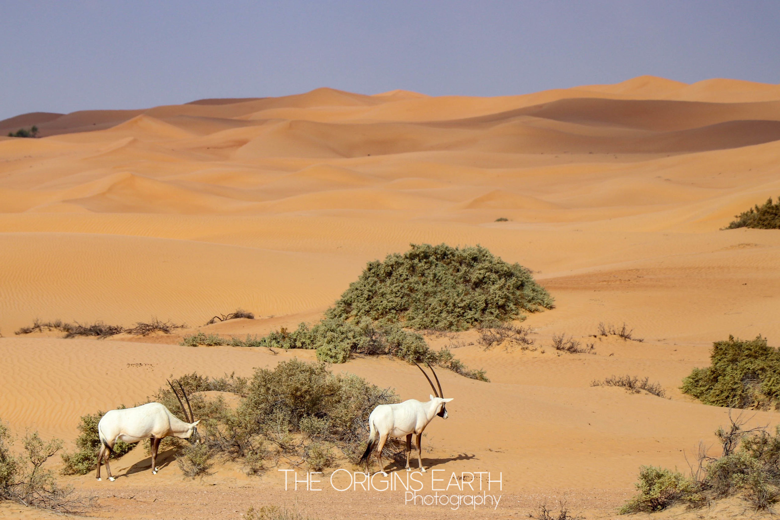 oryx arabie