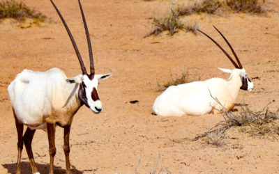 The Arabian Oryx, a vulnerable species